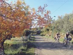 Cycling Route 080km-aups-cotignac-entrecasteaux-flayosc-lorgues-saint-antonin-tourtour-v01
